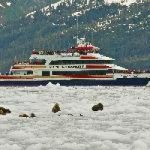 26 Glacier Cruise