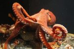 Alaska SeaLife Center