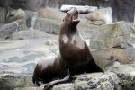 Alaska SeaLife Center Alaska SeaLife Center
