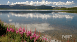 Fireweed along lakeshore water reflecting clouds mountains