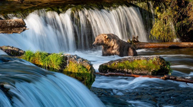 Brown bear beneath waterfall in a river