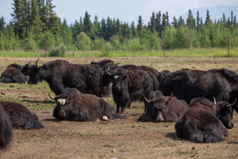 Circle F Ranch Yaks