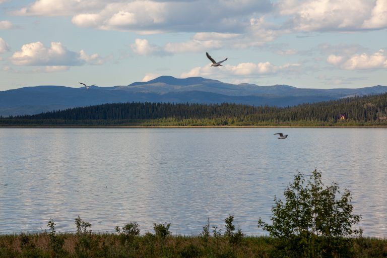 Photo of the Day: Quartz Lake Bird flies over Quartz Lake