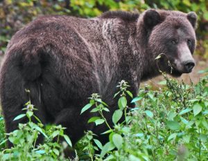 A male grizzly bear near Haines