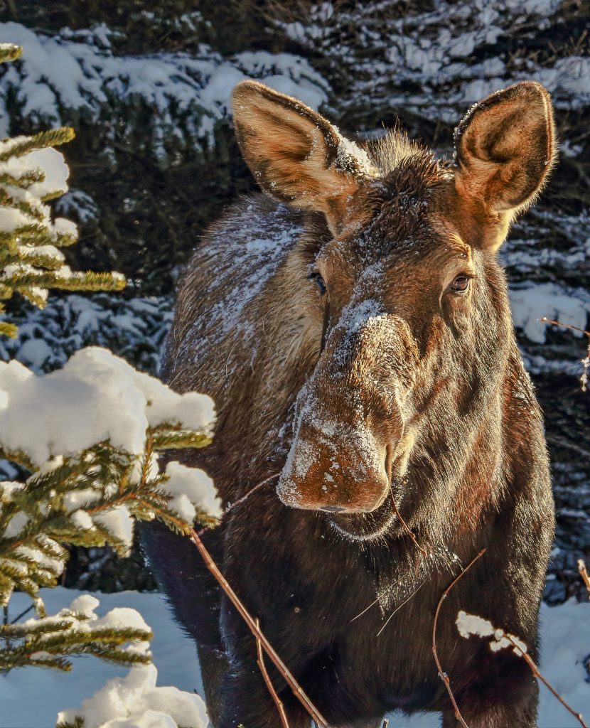 A cow moose with snow in its hair surrounded by snow-covered trees