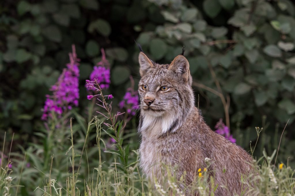 lynx sits amid blooming fireweed