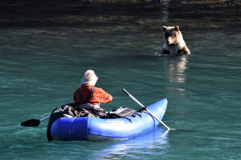 Brown bear cub looks at a guy in raft floating past on the Kenai River