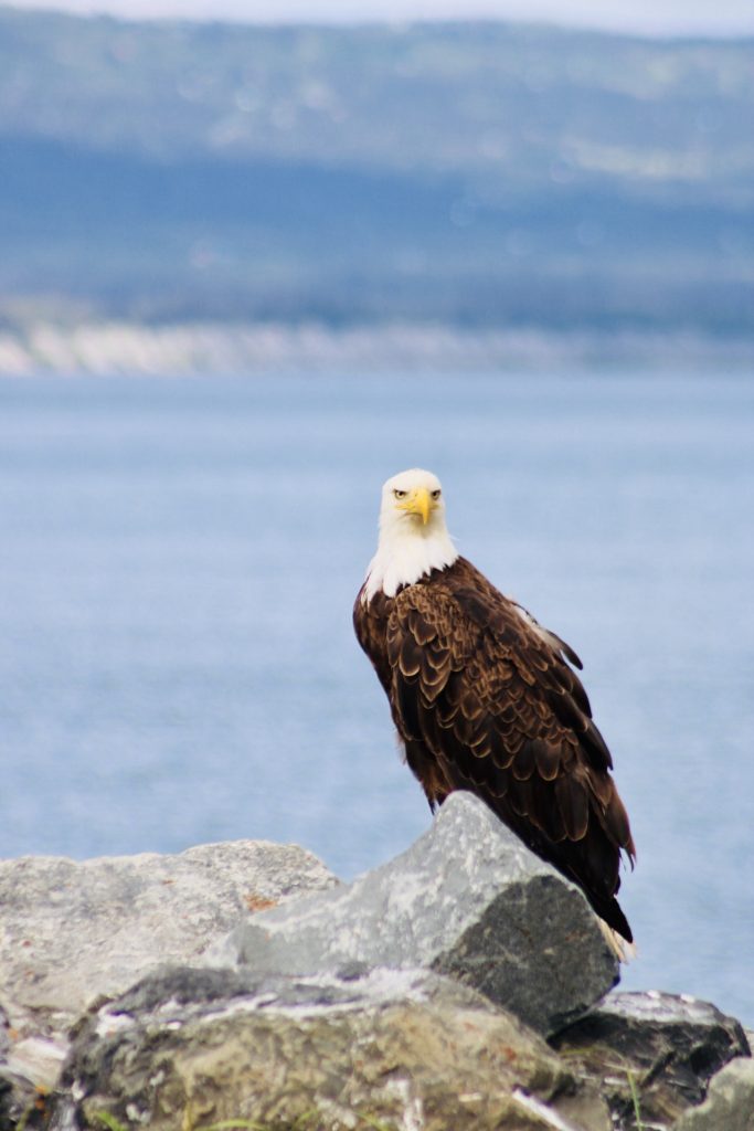 Bald eagle looks past the camera while perched on a rocky shoreline, ocean behind