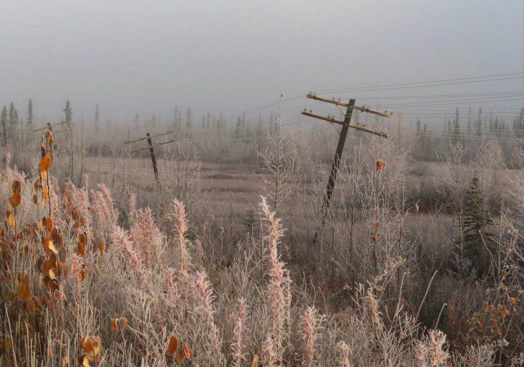Telephone poles lean at odd angles amid frost-covered trees and grass