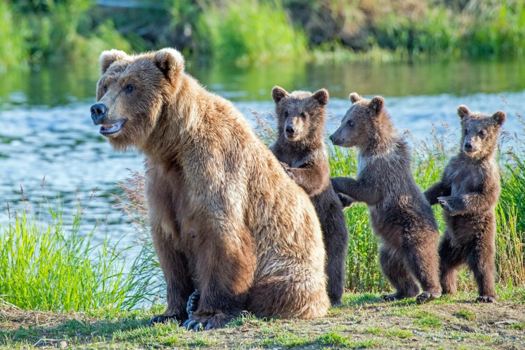 Three bear cubs lined up behind their mother by a river during summer