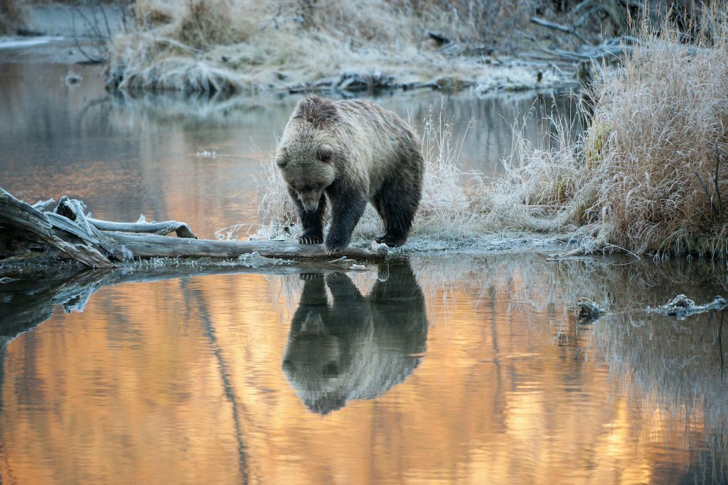 Brown bear stands on narrow strip of land sticking into river and looks into the water