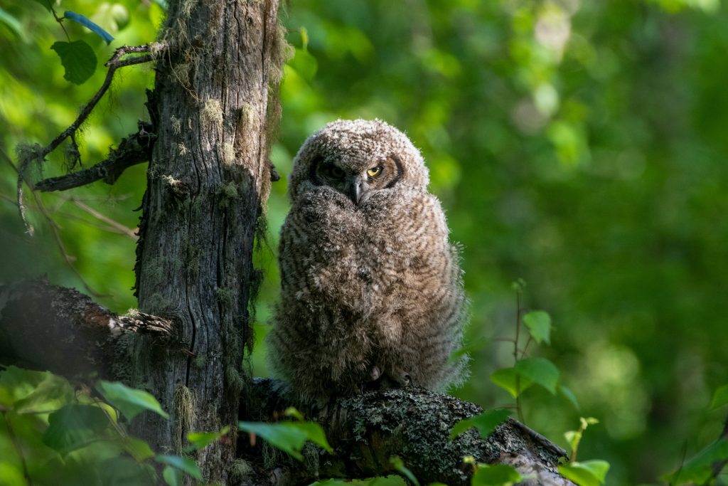 A great horned owl sitting on a tree branch amid greenery