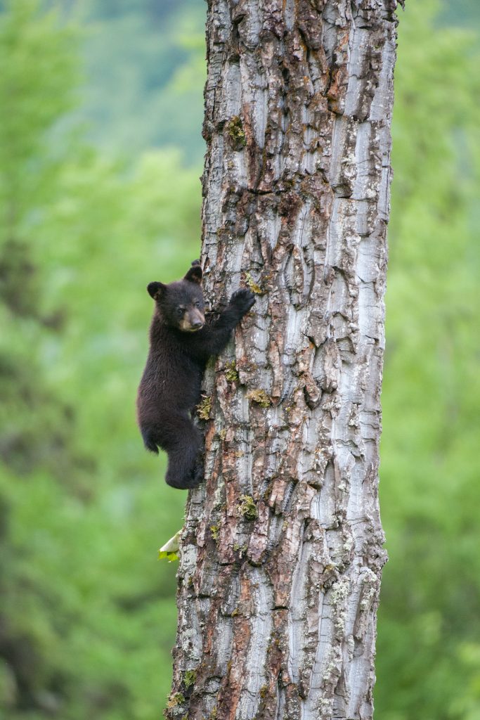 Black bear cub climbs a cottonwood tree trunk