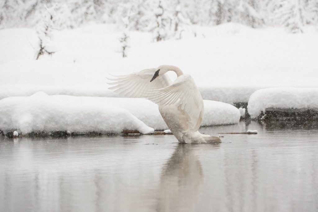 A white swan stands in shallow water surrounded by deep snow and fans its wings