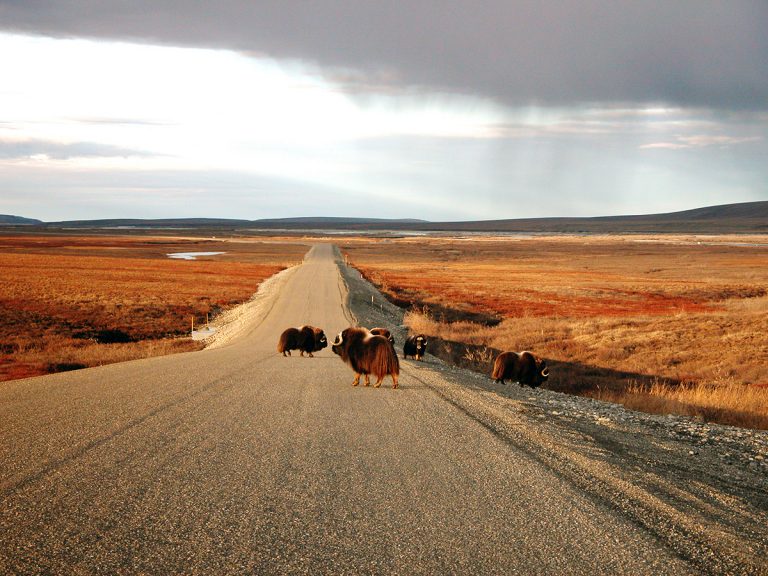 Photo of the Day: Dalton Highway Musk-Oxen