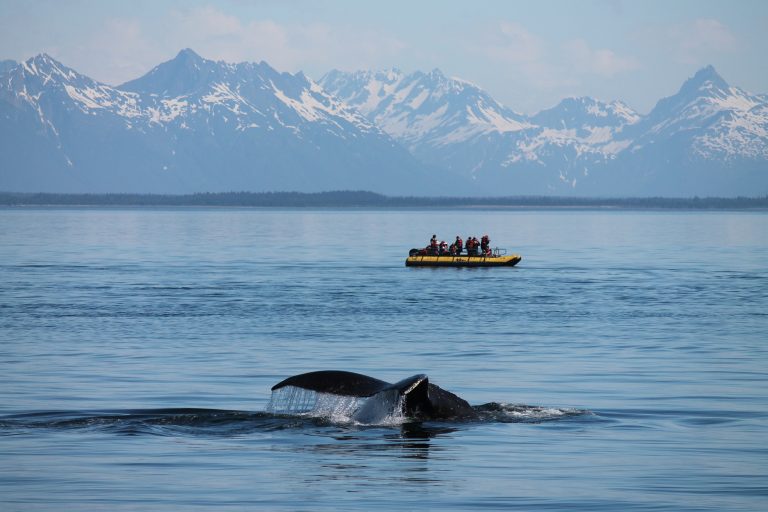 Photo of the Day: Humpback Fluke