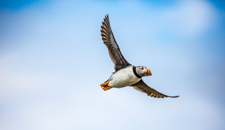A puffin in flight