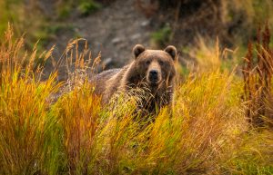 A Kodiak brown bear peers between grass toward the camera