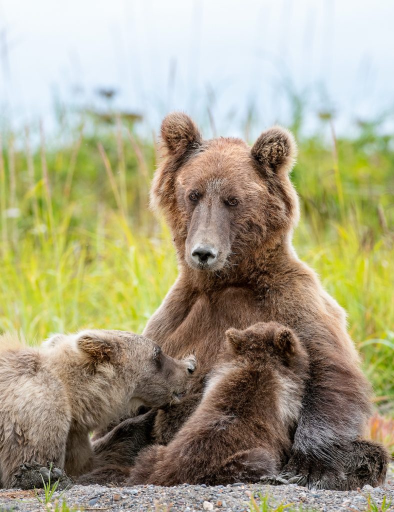 Sow bear sits on haunches while a smaller cub nurses next to a larger cub