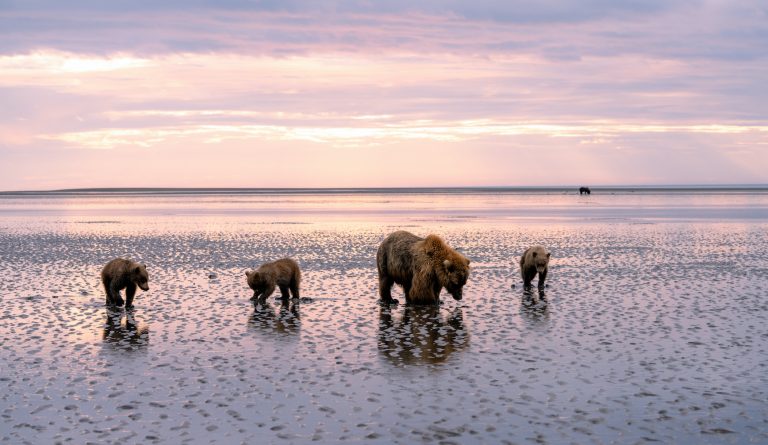 Bears Behavior During COVID. Colorful sunrise and wide tidal flats with bears digging for clams