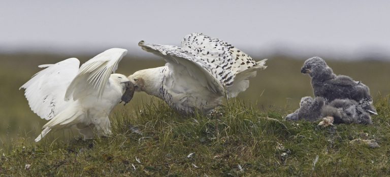Snow Owl Cam in Alaska