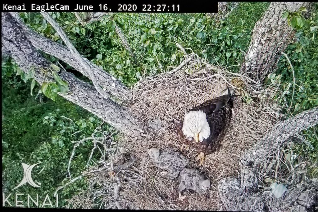 Screenshot of an adult bald eagle in a nest from above, as viewed through a webcam