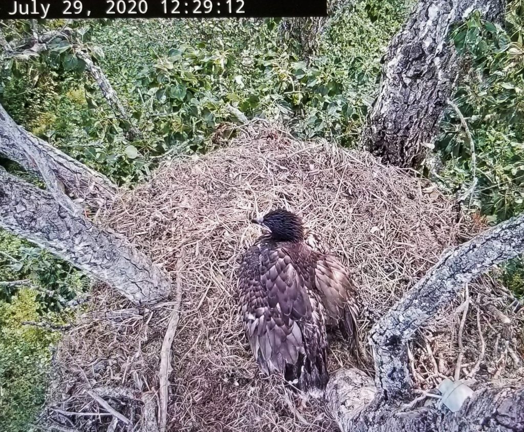 screenshot of an eagle webcam, juvenile eagle in nest