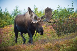 Moose in Alaska's Denali National Park