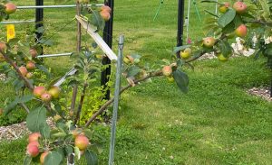 Apples growing on a tree in the Government Hill Commons park in Anchorage