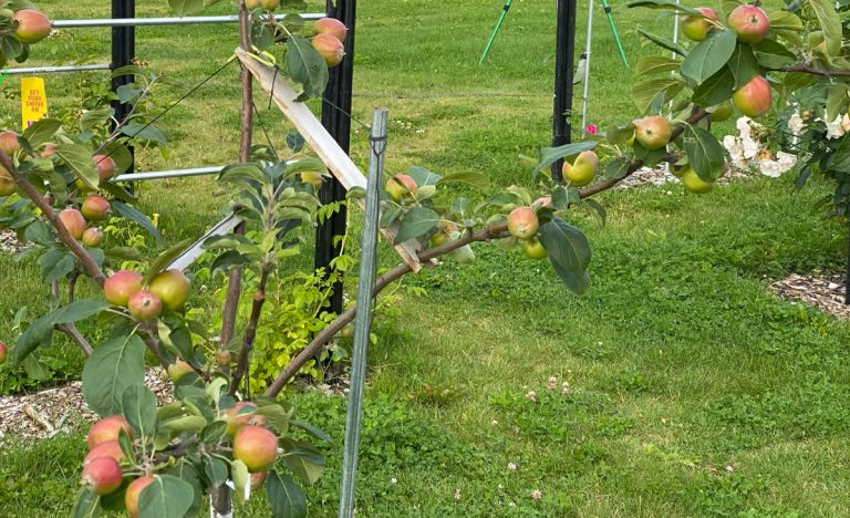 This Anchorage, Alaska, Park is a New Approach to Community Apples growing on a tree in the Government Hill Commons park in Anchorage