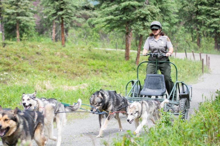 Photo of the Day: Park Kennels
