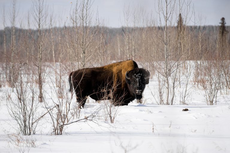 Photo of the Day: Deh Cho Bison