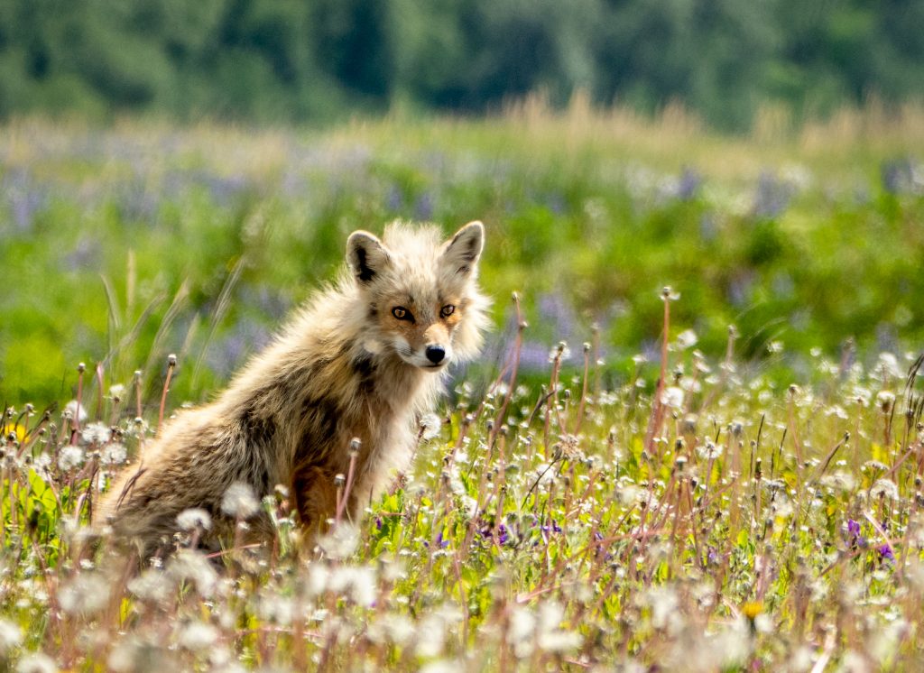 Fox with fluffy fur in a field of green grass and dandelion puffs