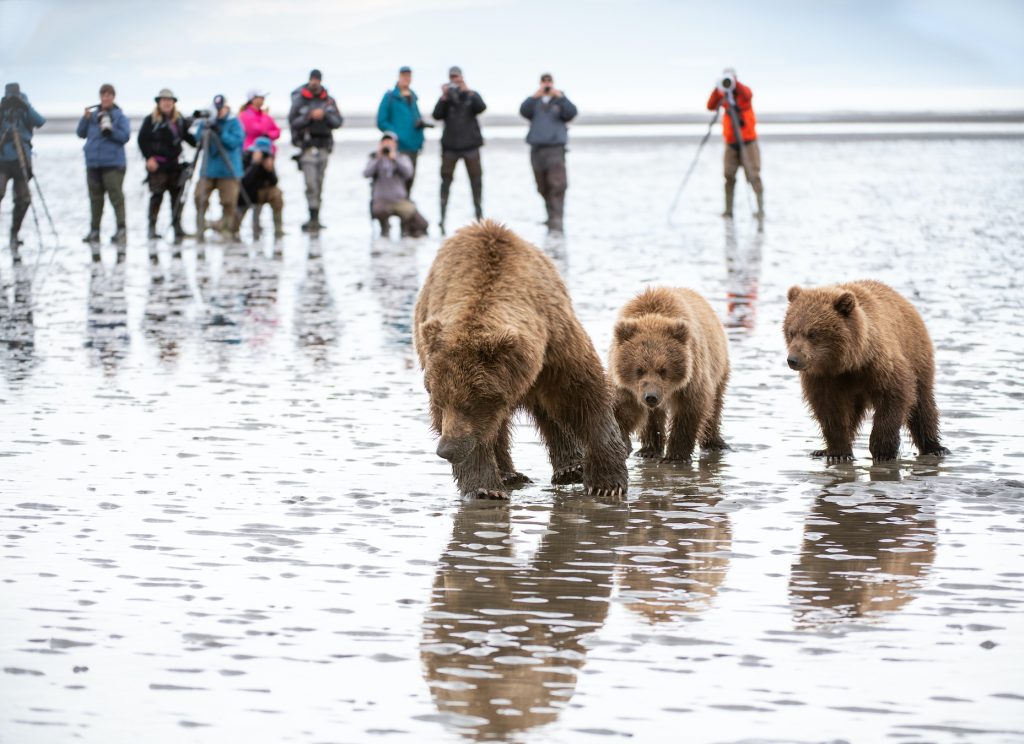 Sow and cubs walking along beach with a row of photographers taking pictures in background