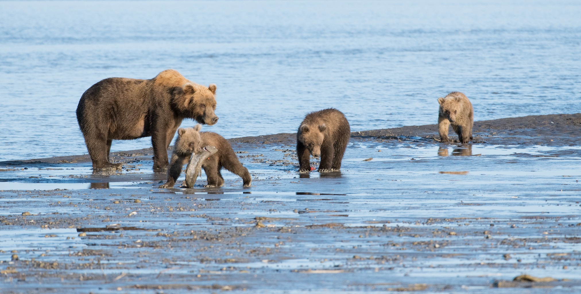 Mother brown bear with three cubs walking along beach. One cub has dead fish hanging from its mouth