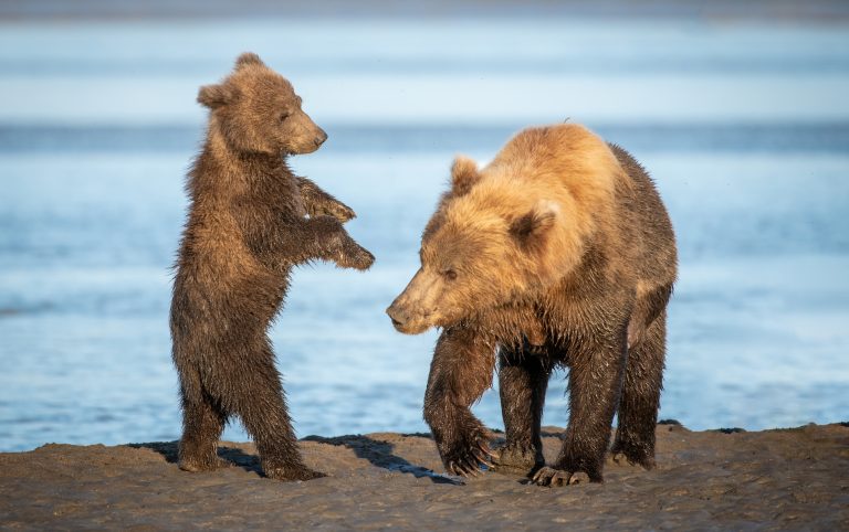 Behind the Scenes with an Alaska Photographer Cub stands on hind legs with paws up and pointed as if playing with mother bear walking nearby