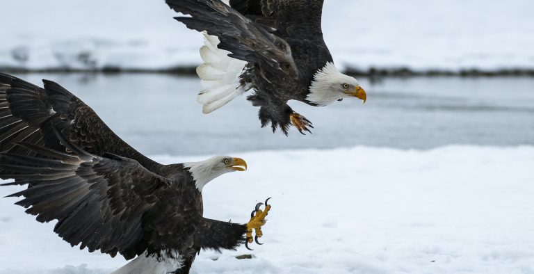 37 Ideas in this Alaska Vacation Planner Bald eagles on snowy bank of river