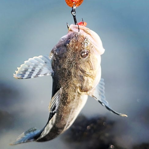 A fish hangs from a lure