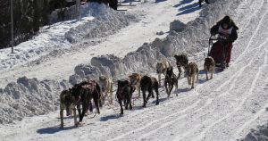 World Championship dog racing during the Fur Rondy