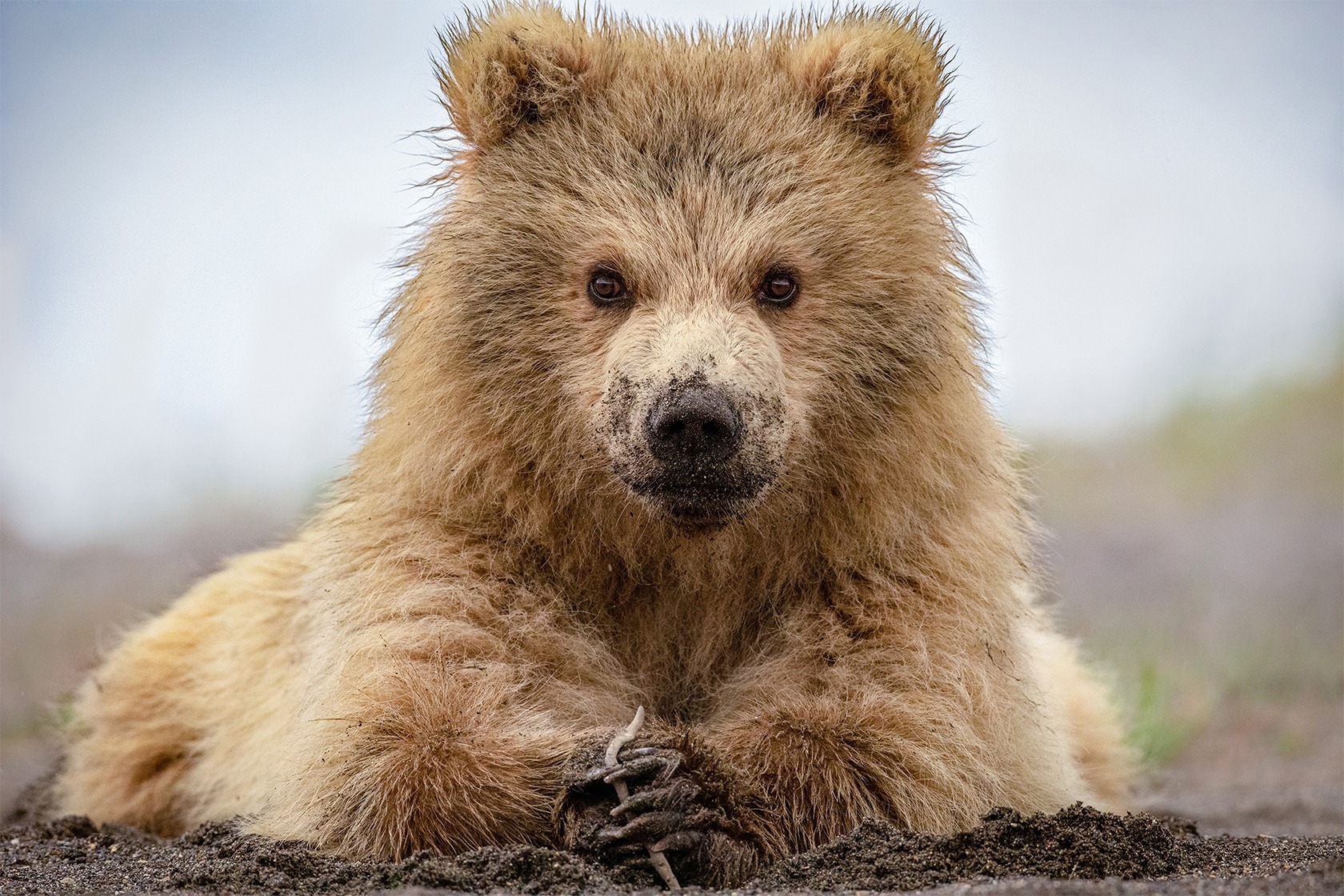 close on bear cub sitting in dirt, snout covered in dirt, facing toward camera