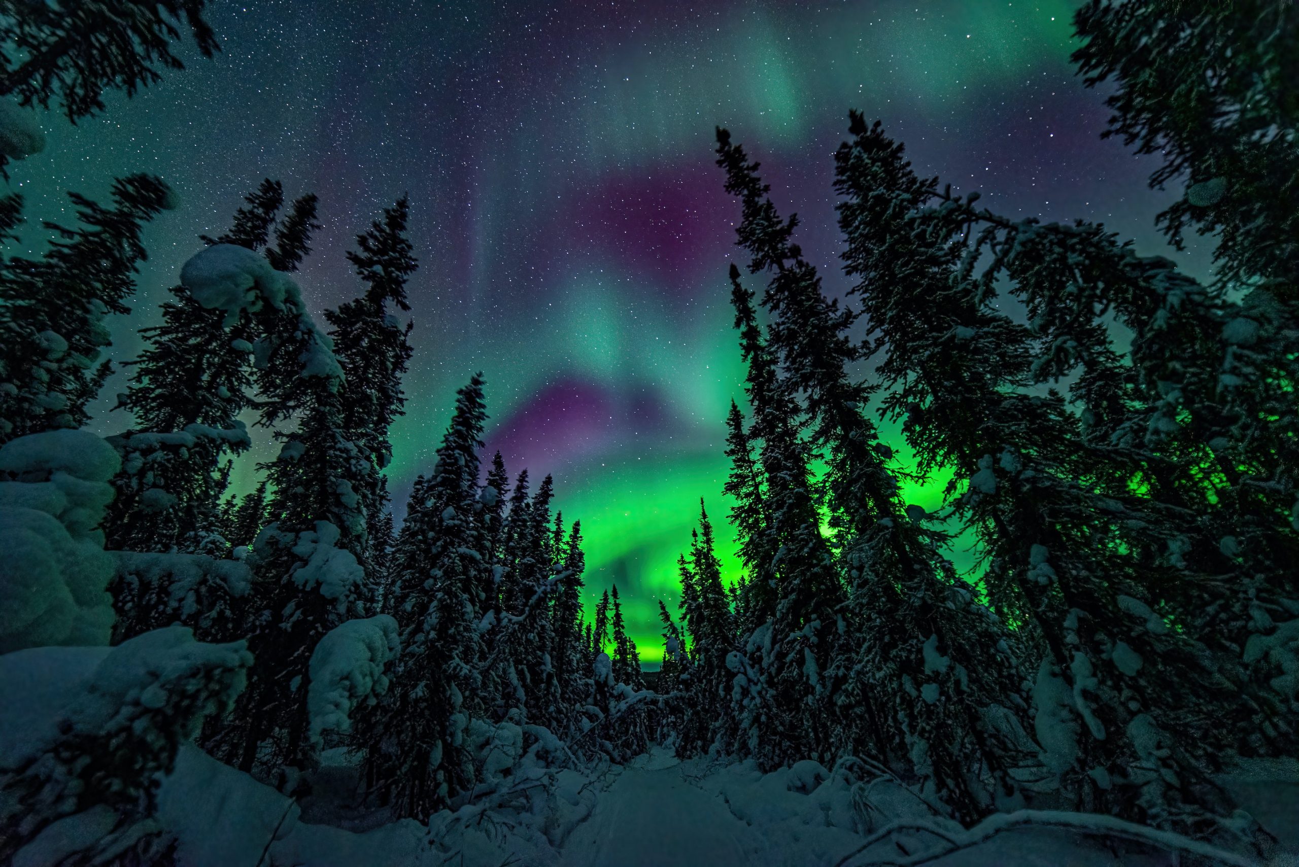 path through snow, surrounded by spruce trees, green and purple northern lights swirling in sky