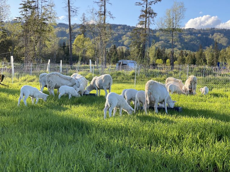 Sheep graze in a green field surrounded by fence. Blood Sweat and Tears is one of the agritourism opportunities in Alaska in 2022.