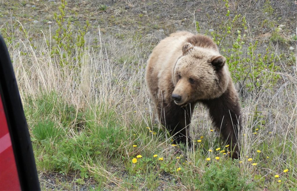 grizzly bear standing on slope lower than the road. Edge of truck window visible in the corner of the frame