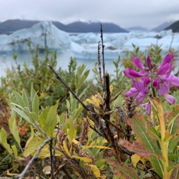 Flower at Knik Glacier