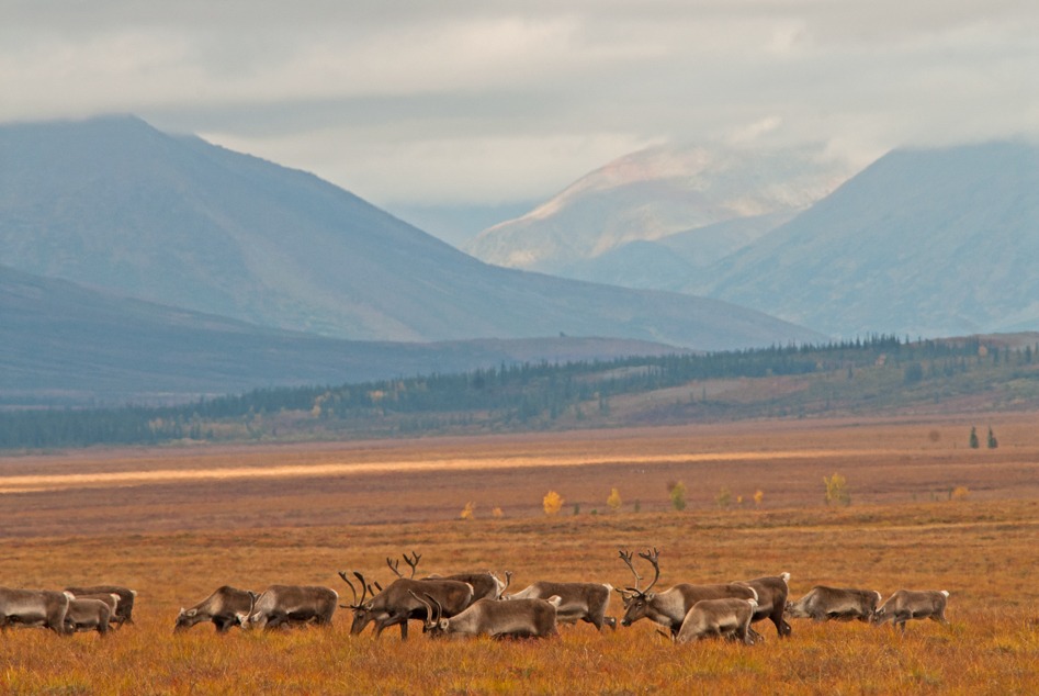 A band of caribou on their 
annual march south.