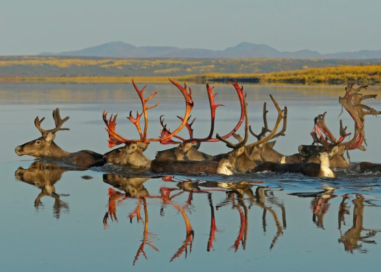 No Caribou Caribou of the Western Arctic Herd swim the Kobu by Nick Jans