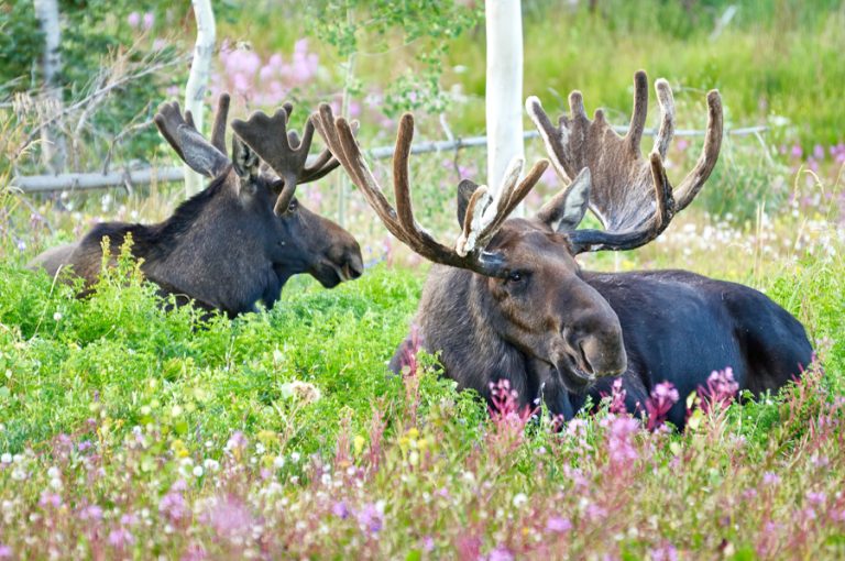 Bull moose in fireweed flowers
