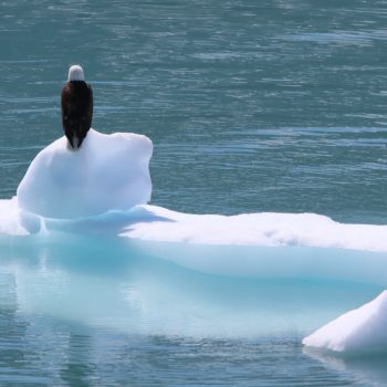 Eagle on Iceberg